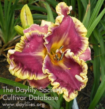 Daylily Cabin Fever